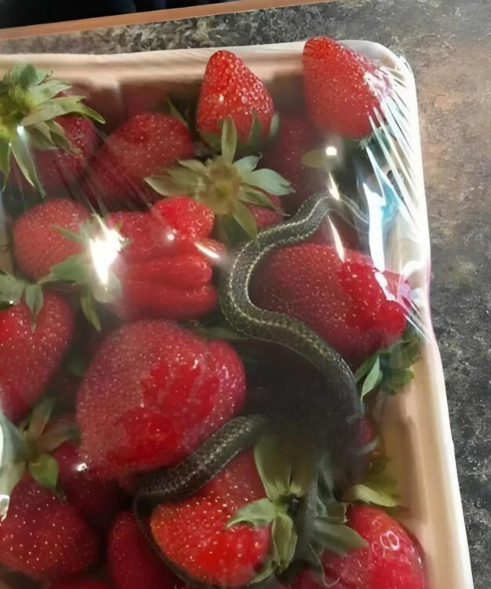 A basket of bright red strawberries, an expected treat – but it held a terrifying discoveryA basket of bright red strawberries, an expected treat – but it held a terrifying discovery