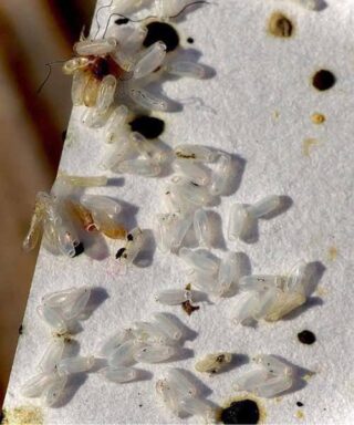 I woke up and noticed some strange white grains in my bed.