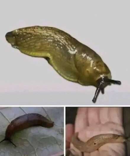 Did you know that when a SLUG visits your house it means that you have