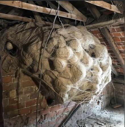 Man Discovers Mysterious Object in Attic — What He Finds Inside Surprises Him