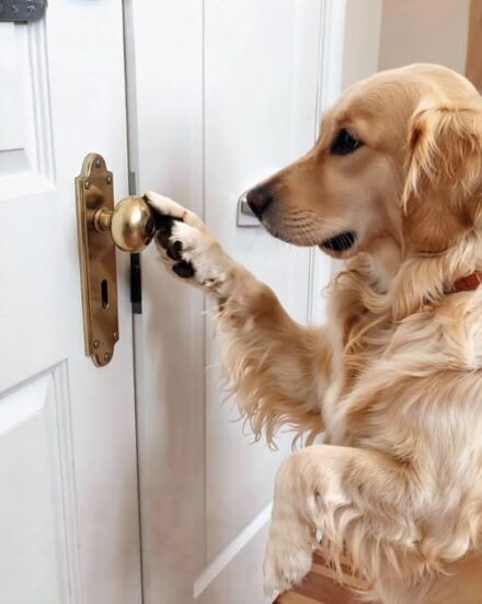 He Told Me the Locked Room Was for Storage — But His Dog Proved Otherwise