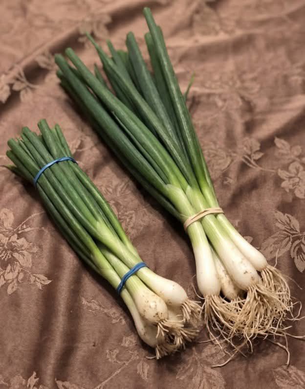 Difference Between Green Onions, Scallions, Spring Onions and Chives