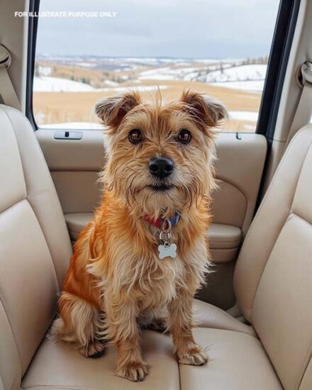 I’m a Long-Haul Trucker, and One Stop at a Lonely Gas Station Changed Everything When I Found a Dog in Need of Rescue