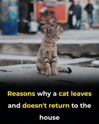 Why Do Cats Leave Home and Never Come Back?