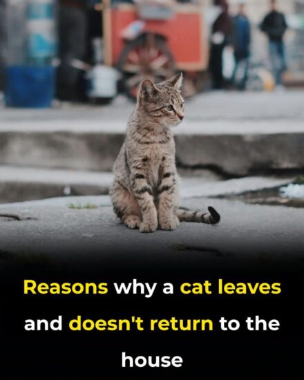 Why Do Cats Leave Home and Never Come Back?