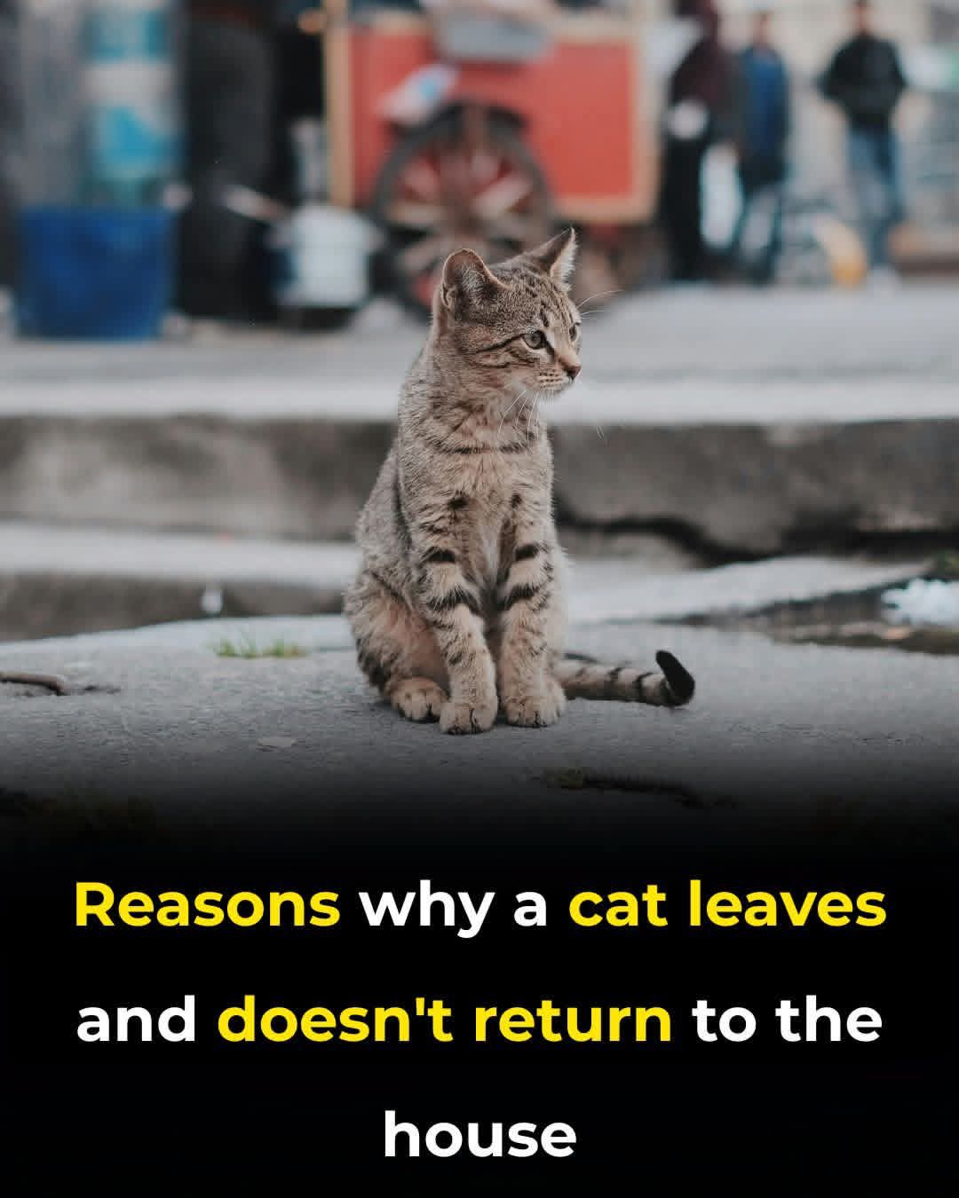 Why Do Cats Leave Home and Never Come Back?
