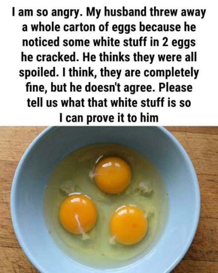 The White Strand Inside an Egg Explained: Why It Looks Unusual, What It Does, and How It Quietly Signals Freshness and Safety