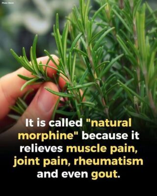 “A Natural Ally for Seniors: Key Benefits of This Plant”