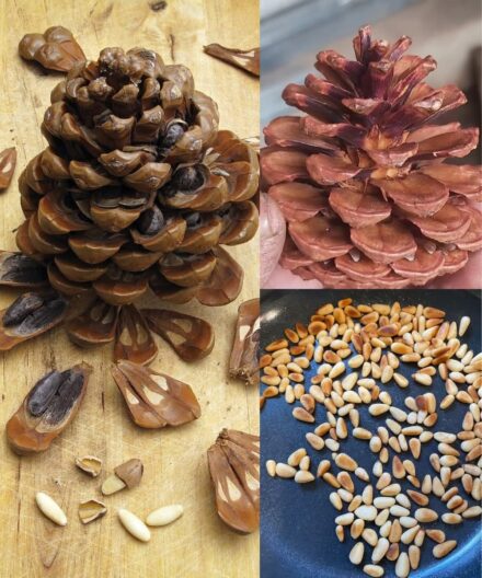 The Hidden Power of Pine Nuts: Benefits, Nutritional Strength, and How to Use Them