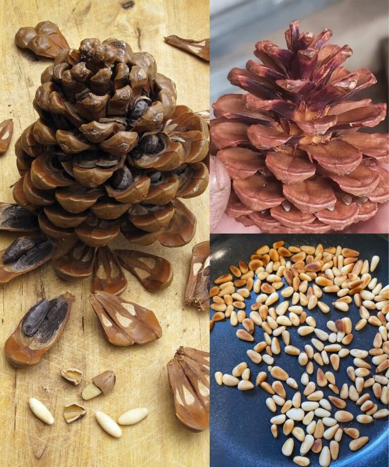 The Hidden Power of Pine Nuts: Benefits, Nutritional Strength, and How to Use Them