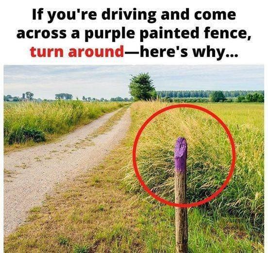 If You See a Painted Purple Fence