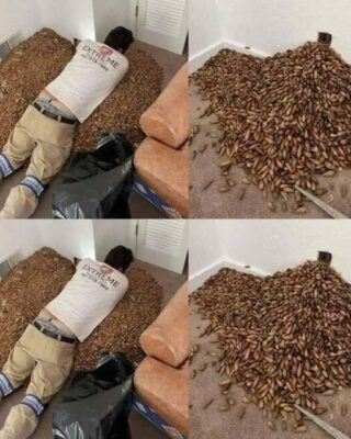 A man smells a strong smell in his house, when he finds out that he opens the wall he finds…