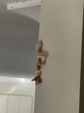 That Pink, Crusty Spot on the Wall Looked Harmless—Until I Realized What It Might Mean