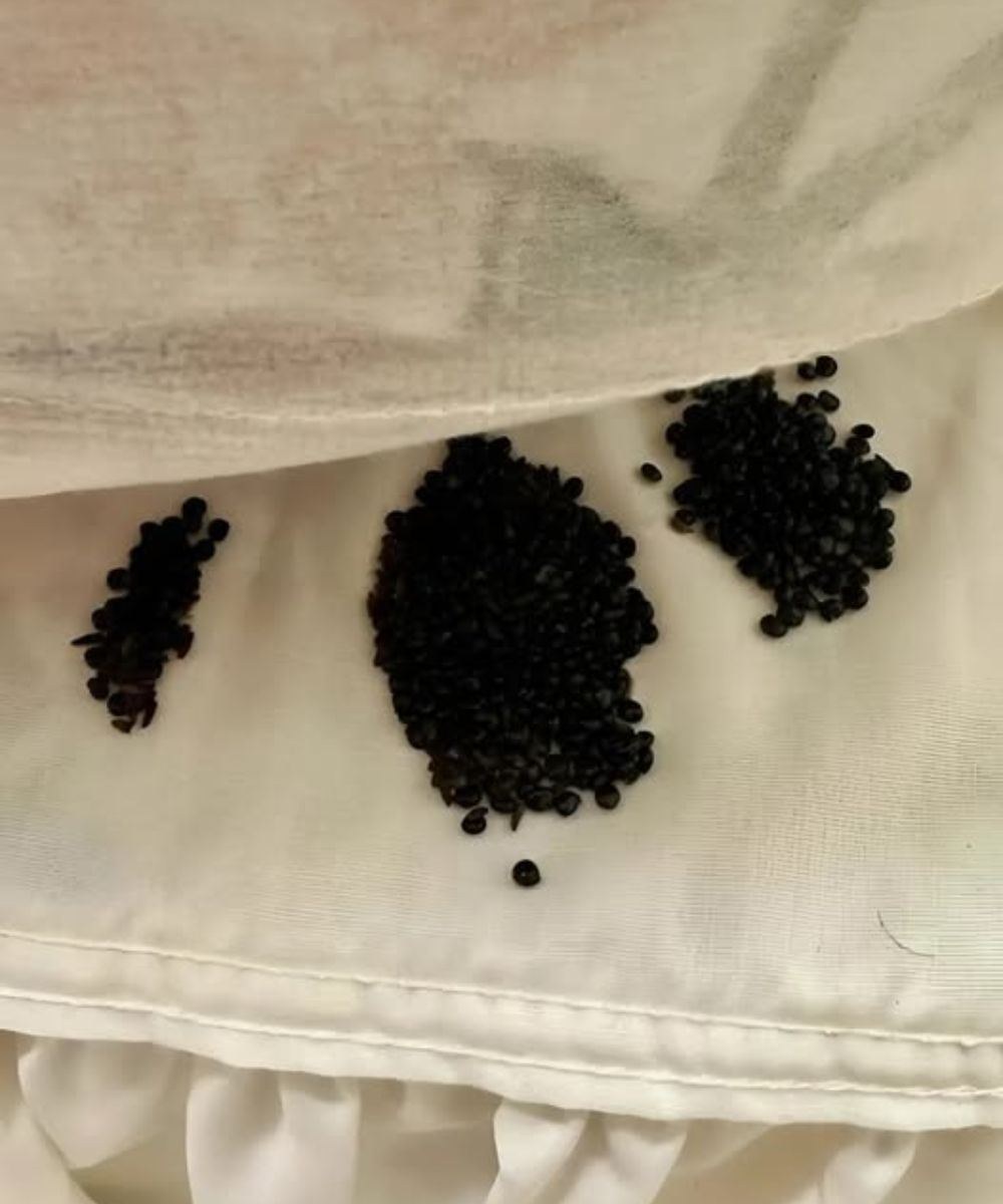 I Found Strange Black Grains Under My Mattress — What I Thought Were Insect Eggs Turned Out to Be Something Beautiful