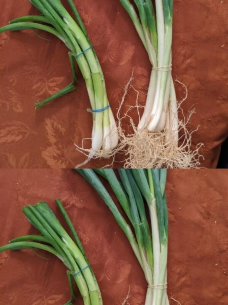Green Onions, Scallions, Spring Onions, and Chives: A Simple Guide