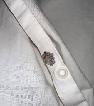 I found these little marbles in my bed and almost had a heart attack: I’ll tell you what they were.