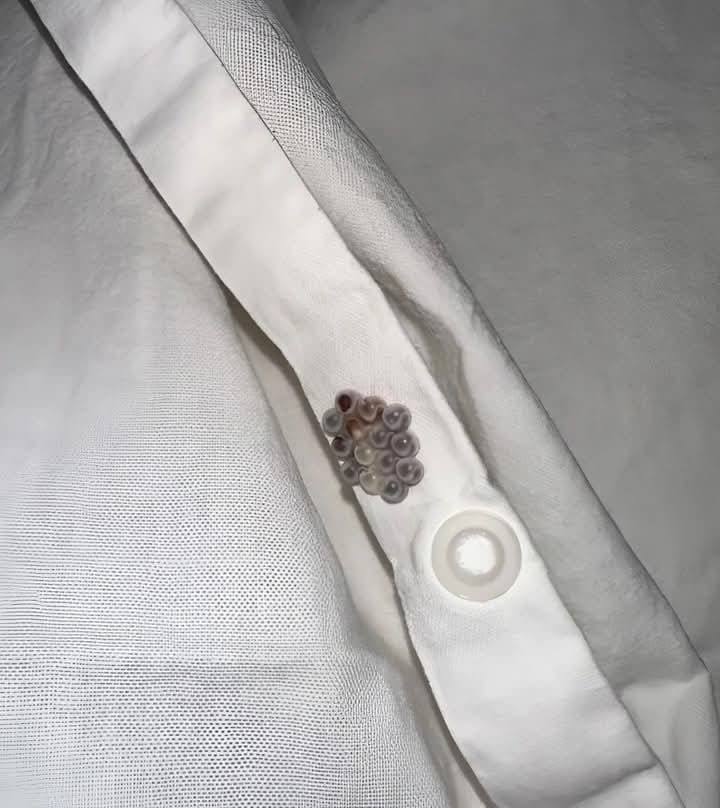 I found these little marbles in my bed and almost had a heart attack: I’ll tell you what they were.