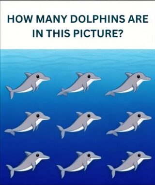 Can You Spot All the Dolphins in This Picture? How Many Dolphins Do You Really See?
