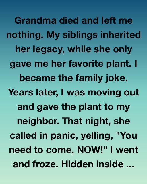 A Simple Houseplant’s Surprising Story of Survival and Time