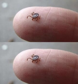 Does anyone know what this is? I found it crawling on my son’s leg after a walk in the woods. It looked like a tick… but that weird white spot really freaked me out. I’m kinda scared. Has anyone seen one like this before? Should I be worried?