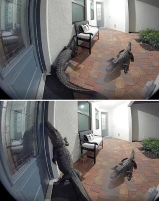 🥶 Florida Home Sh0ckingly Finds Two Alligators at the Front Door: ‘They’re Getting Smarter’ Sometimes, that little peephole in your front door won’t just save you from nosy neighbors — it might just save your life.