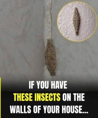 Hidden Hotspots: The Places This Insect Is Most Likely Lurking Indoors