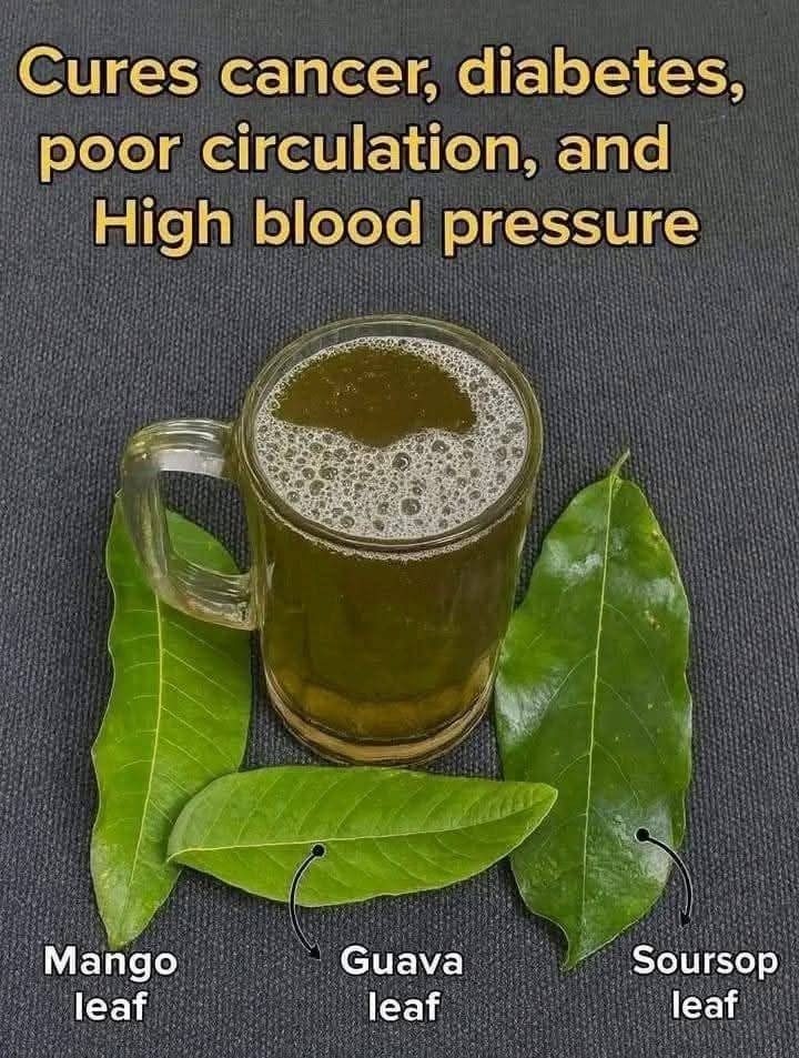 THE FOUR LEAVES THAT ELIMINATE DIABETES, CANCER, FATTY LIVER PROBLEMS