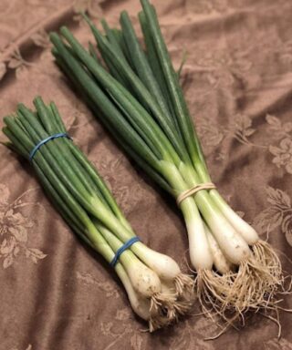 eating green onions causes …