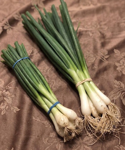 eating green onions causes …