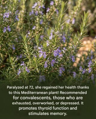 Paralyzed at 72, she regained her health thanks to this Mediterranean plant! Recommended for convalescents, those exhausted, overworked, or depressed. It promotes thyroid function and stimulates memory. (link in comments)
