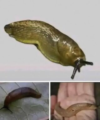 When a slug visits your house, it means you have…
