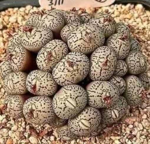 Daughter Discovers Strange Eggs Under Her Bed, Causing Her Family To Leave The Home