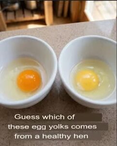 I’ve been wanting to try this comparison for a while with my farm eggs vs. grocery store eggs…