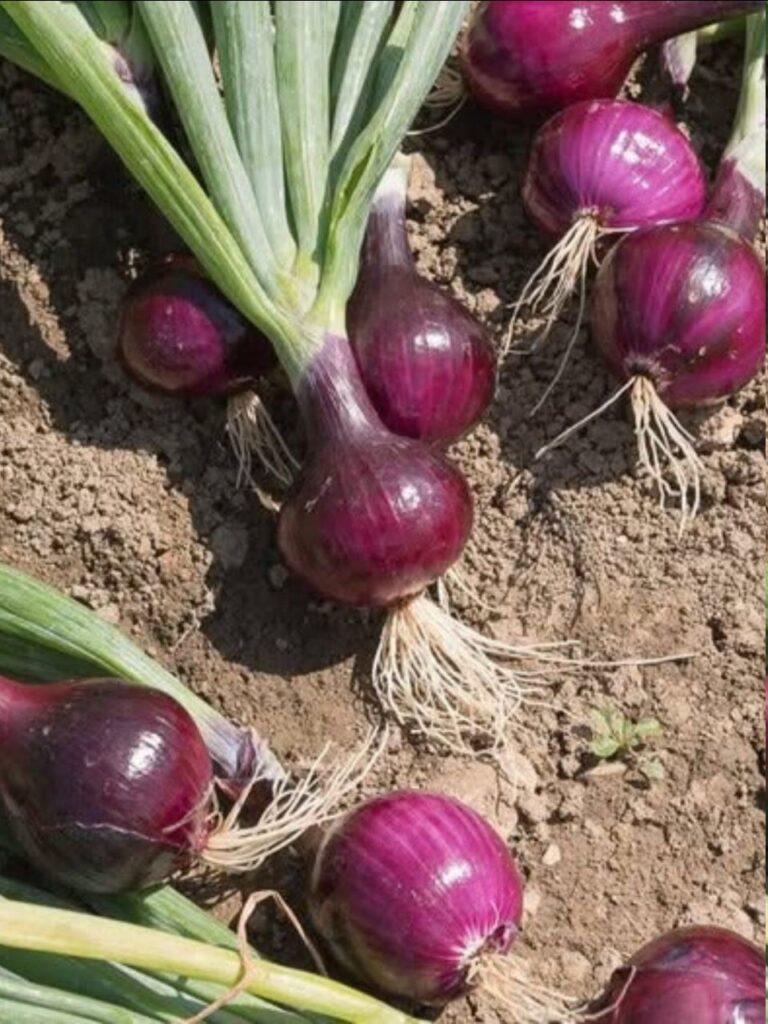 Doctors reveal that eating onion causes …