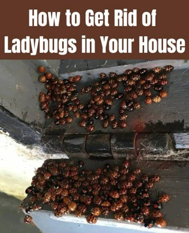 The Scents Will Help Keep Ladybugs Out Of Your Home