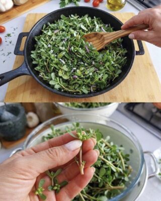 Purslane: The Superfood That Tastes Better Than Meat – 7 Reasons to Grow It in Your Garden