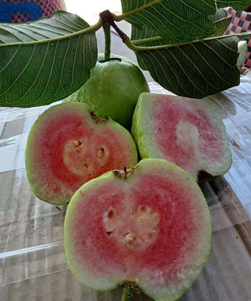 guava leaf tea causes…