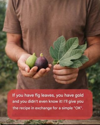 Fig Leaves: The Hidden Green Gold You’ve Been Throwing Away Without Knowing It!