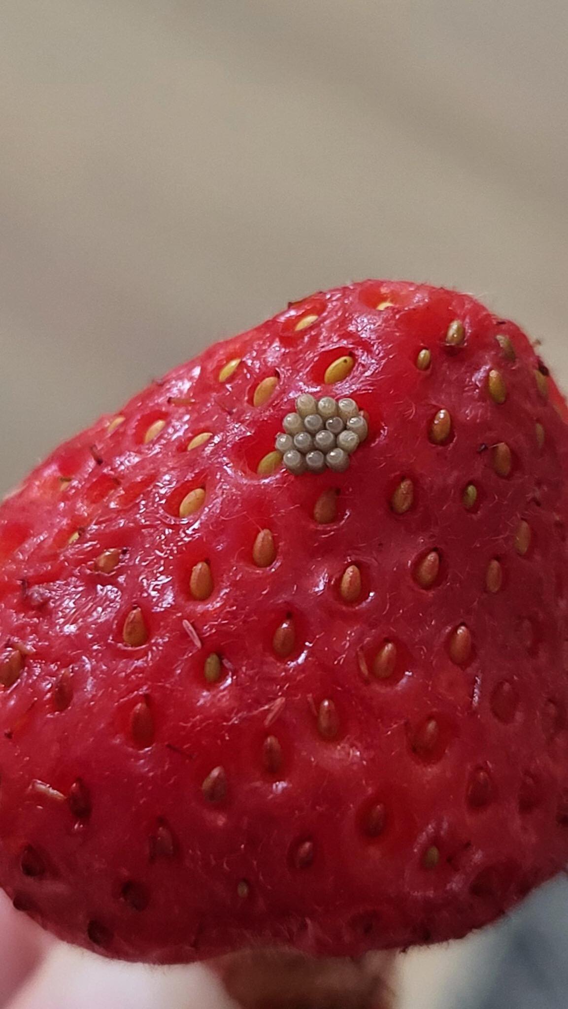 I soaked my berries in salt water and saw these white wiggling things come out. Should I just throw them away?