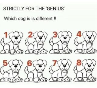Search Results for: Most People Fail: Can You Spot Which Dog Is Different?