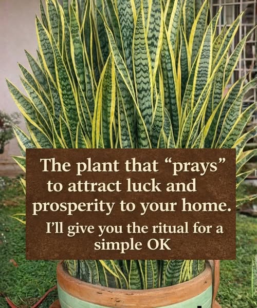Search Results for: Maranta Plant: The Living Amulet That “Prays” for Abundance