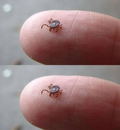 What to Do If You Find a Lone Star Tick on Your Skin: A Calm, Step-by-Step Guide