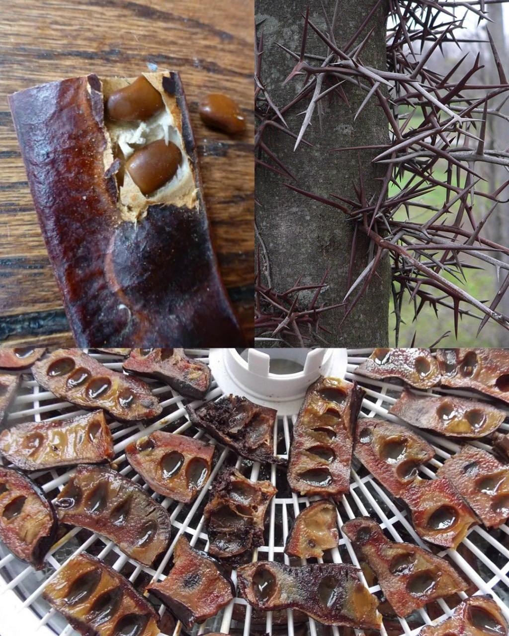 The Hidden Power of the Honey Locust Tree: Benefits and Homemade Uses