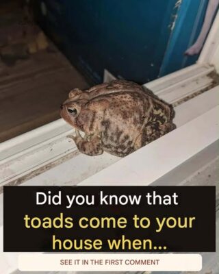 Did you know that toads come to your house when…