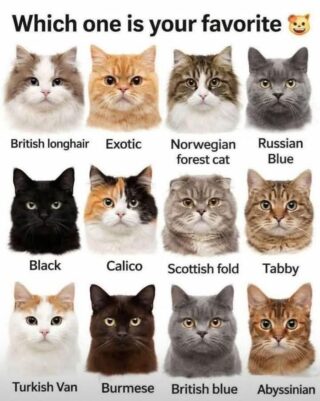 The Best Cat Breeds