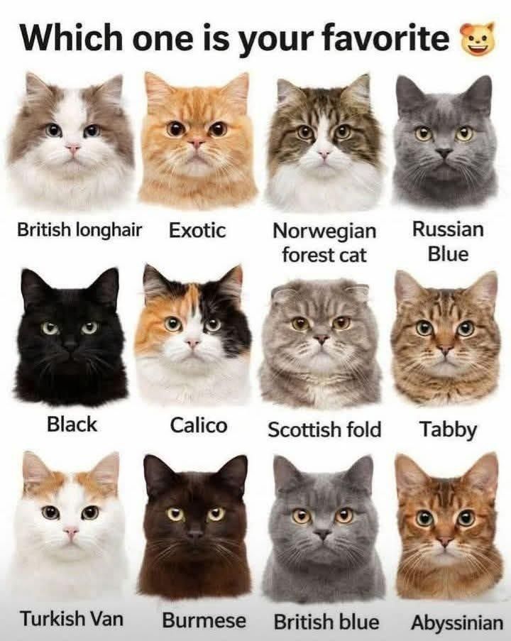 The Best Cat Breeds