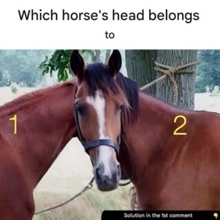 Whose head is this?