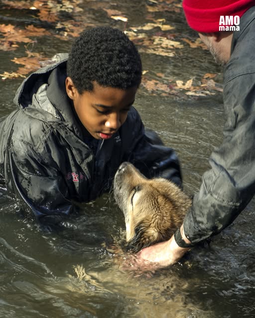 A Teenager Jumped Into a River to Save a Dog – The Next Morning, a Black SUV Pulled up to His House