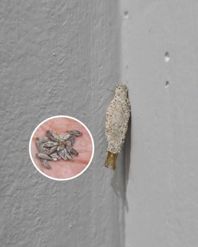 Ever Seen This Creepy Wall-Clinging Moth? Meet the Kamitetep