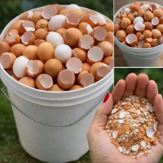Stop throwing them away. Boil eggshells and say goodbye to… Show more